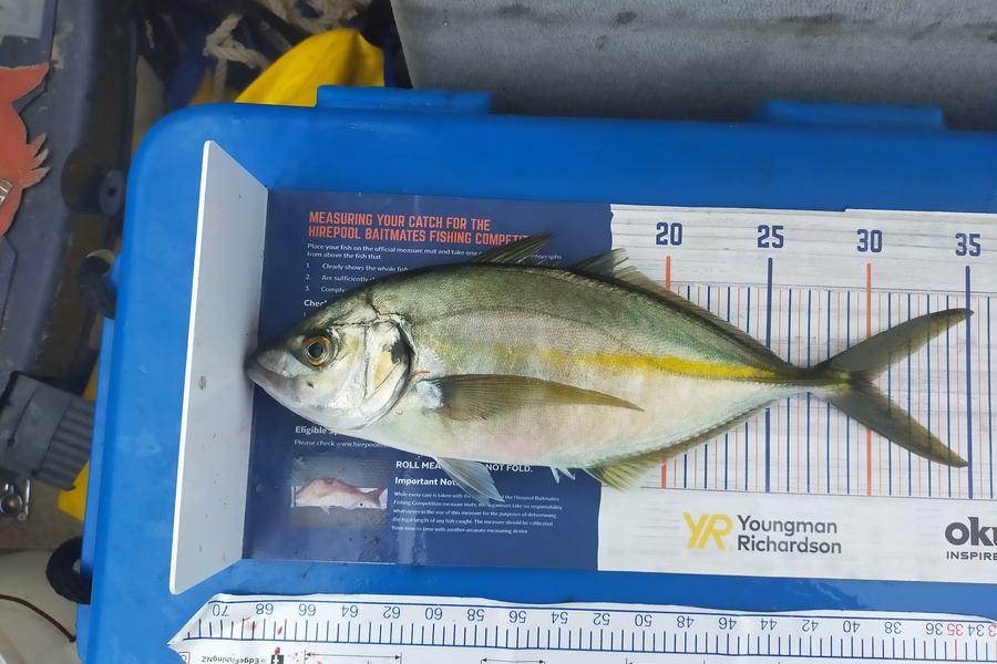 Len Clarke caught this 30.0cm Trevally at Karikari Peninsula during The Hirepool Baitmates Fishing Comp