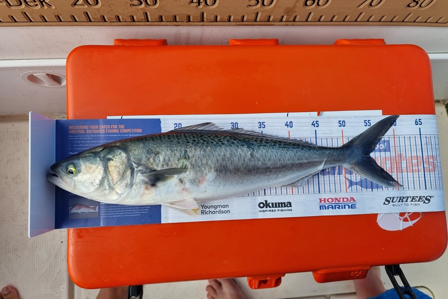 Jamie Reith caught this 55.0cm Kahawai at Thames during The Hirepool Baitmates Fishing Comp