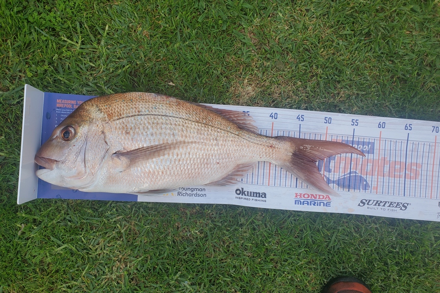Steve Searancke caught this 48.0cm Snapper at Waikawau farms  during The Hirepool Baitmates Fishing Comp