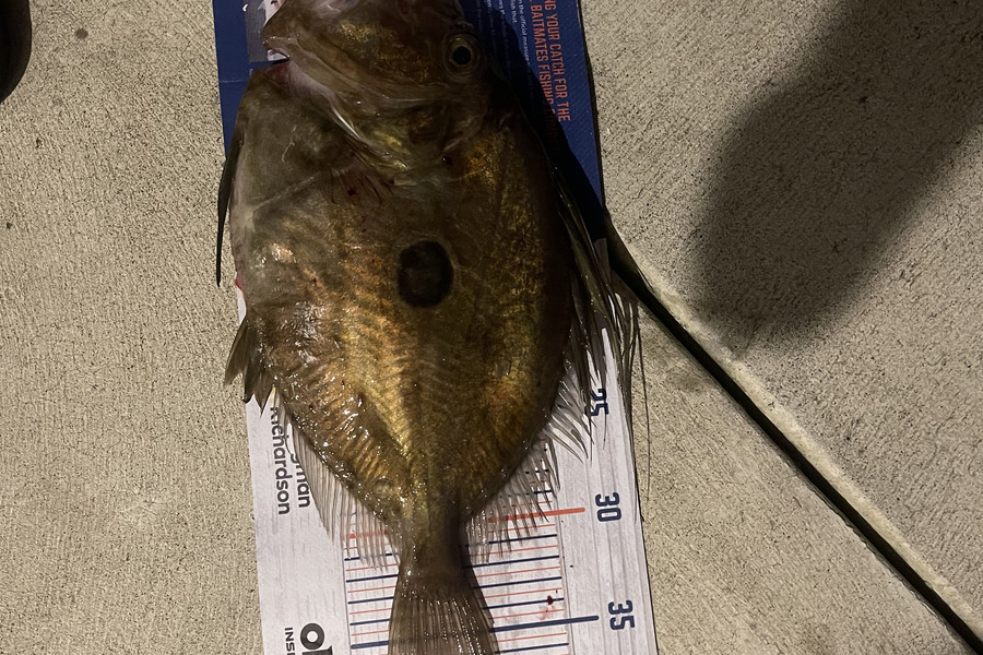 Charles Peters caught this 39.0cm John Dory at Tauranga during The Hirepool Baitmates Fishing Comp