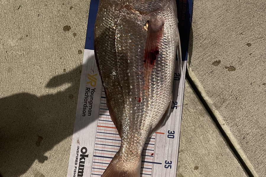 Charles Peters caught this 40.0cm Snapper at Tauranga during The Hirepool Baitmates Fishing Comp