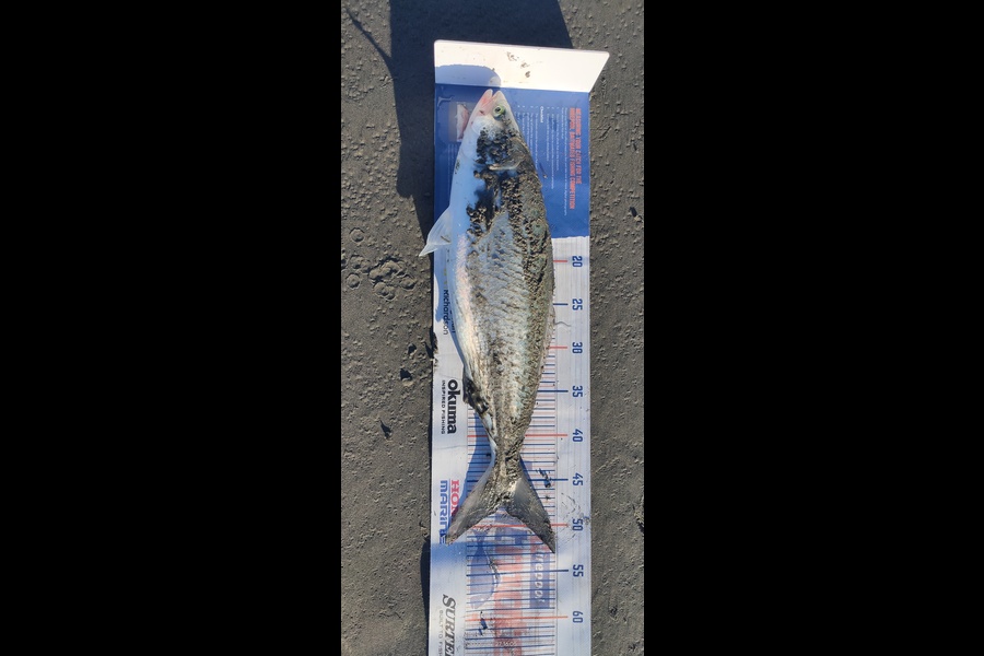 Roxanne Tainui caught this 47.5cm Kahawai at Christchurch during The Hirepool Baitmates Fishing Comp