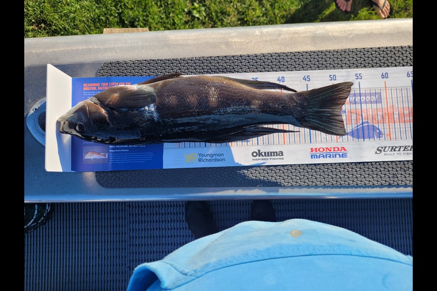 Mike Sarten caught this 51.0cm Butterfish at Makara Wellington during The Hirepool Baitmates Fishing Comp