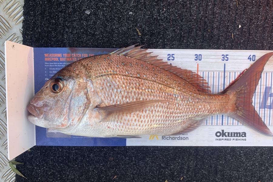Shane Stanley caught this 40.5cm Snapper at Kawau island  during The Hirepool Baitmates Fishing Comp