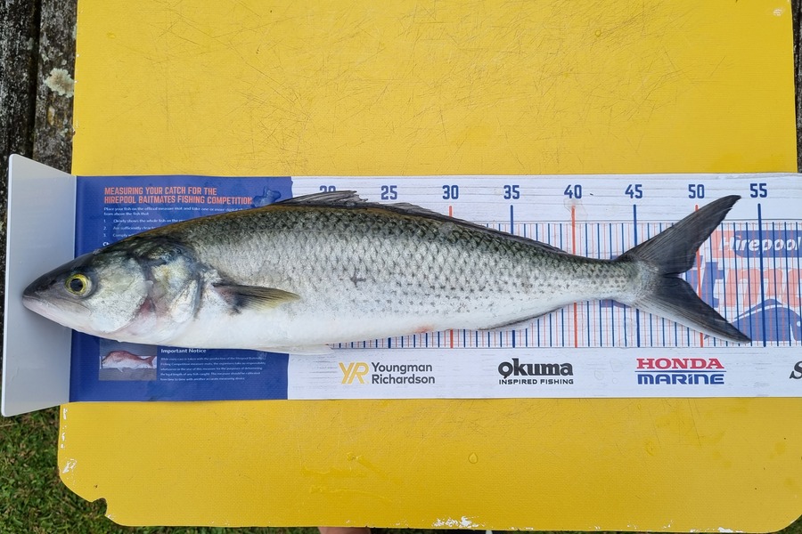 murray loye caught this 48.0cm Kahawai at Thames during The Hirepool Baitmates Fishing Comp