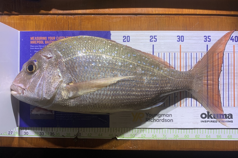Shannon Millar caught this 37.0cm Snapper at Papamoa Beach  during The Hirepool Baitmates Fishing Comp