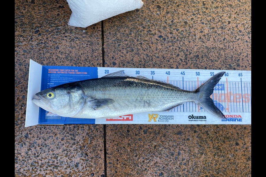 Blake Baird caught this 53.5cm Kahawai at Pauanui during The Hirepool Baitmates Fishing Comp
