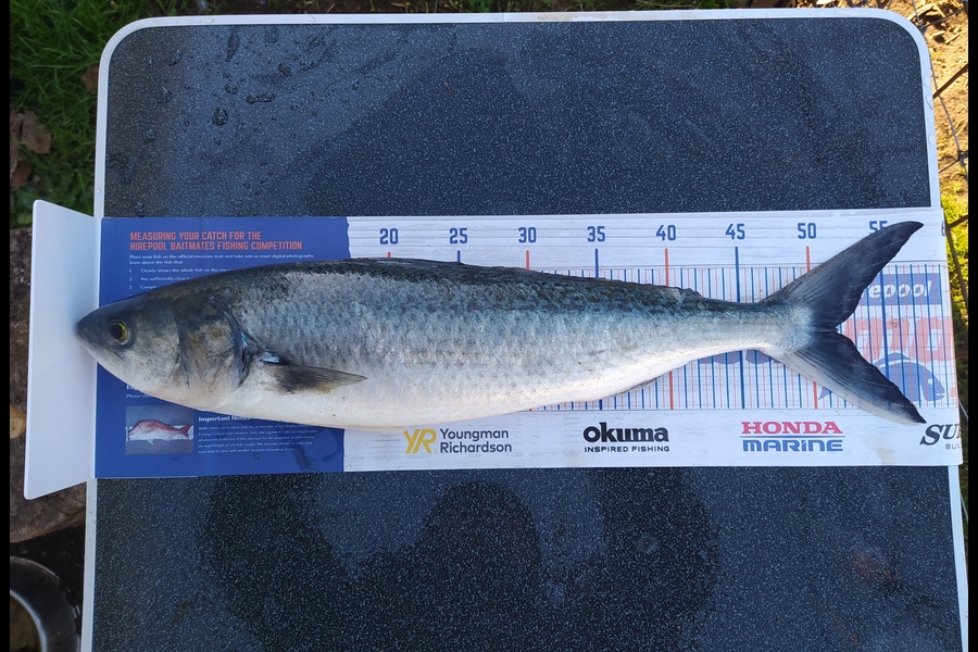 Luther Murray caught this 51.5cm Kahawai at Maketu during The Hirepool Baitmates Fishing Comp