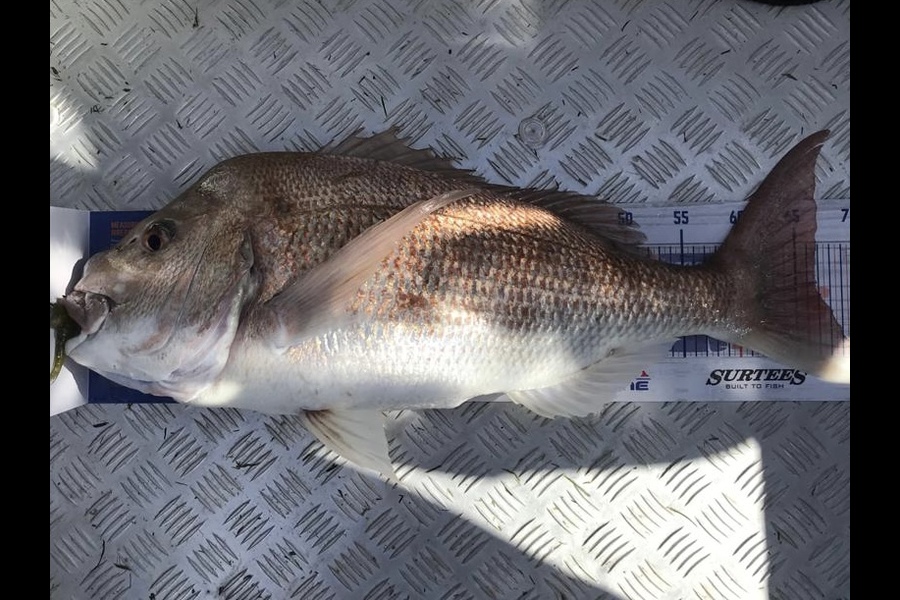 Rhys Holding caught this 66.5cm Snapper at Mercury Bay during The Hirepool Baitmates Fishing Comp