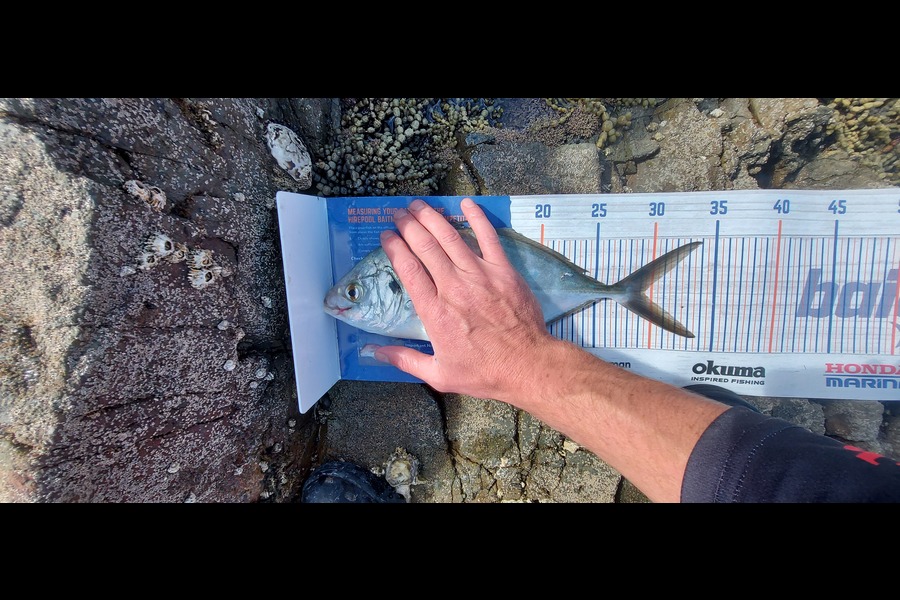 Troy Rae-Royle caught this 29.0cm Trevally at Coromandel  during The Hirepool Baitmates Fishing Comp