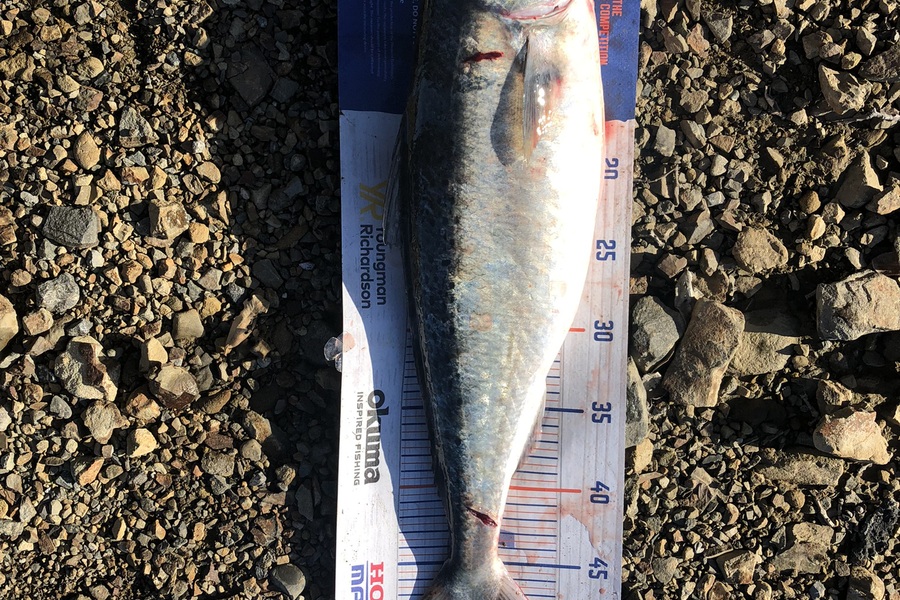 Hubs Gumen caught this 50.0cm Trevally at Ngauranga during The Hirepool Baitmates Fishing Comp
