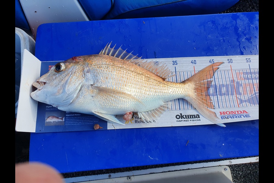Craig Millar caught this 42.5cm Snapper at Thanes during The Hirepool Baitmates Fishing Comp