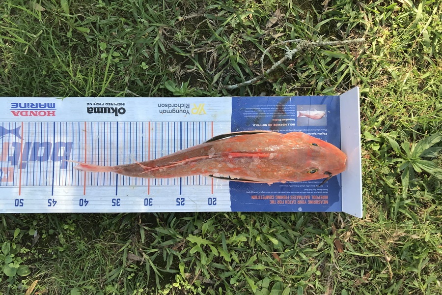 Summa Buchanan caught this 40.5cm Gurnard at Waikawau  during The Hirepool Baitmates Fishing Comp