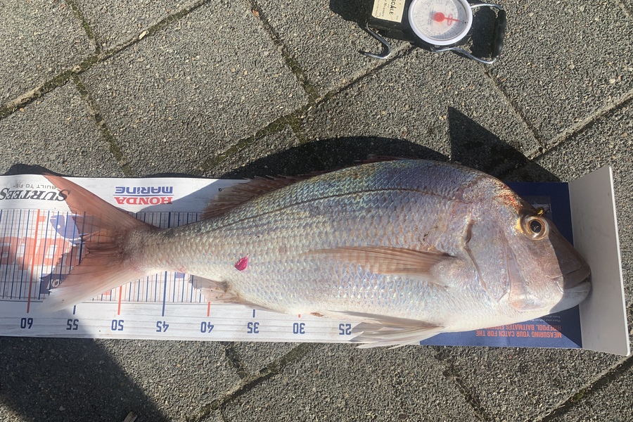Graeme Duncan caught this 54.0cm Snapper at Bop during The Hirepool Baitmates Fishing Comp