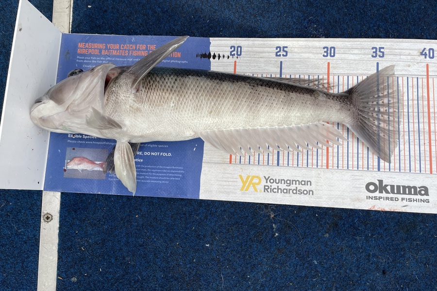 Janine Romano caught this 37.0cm Blue Cod at Pelorus Sound  during The Hirepool Baitmates Fishing Comp