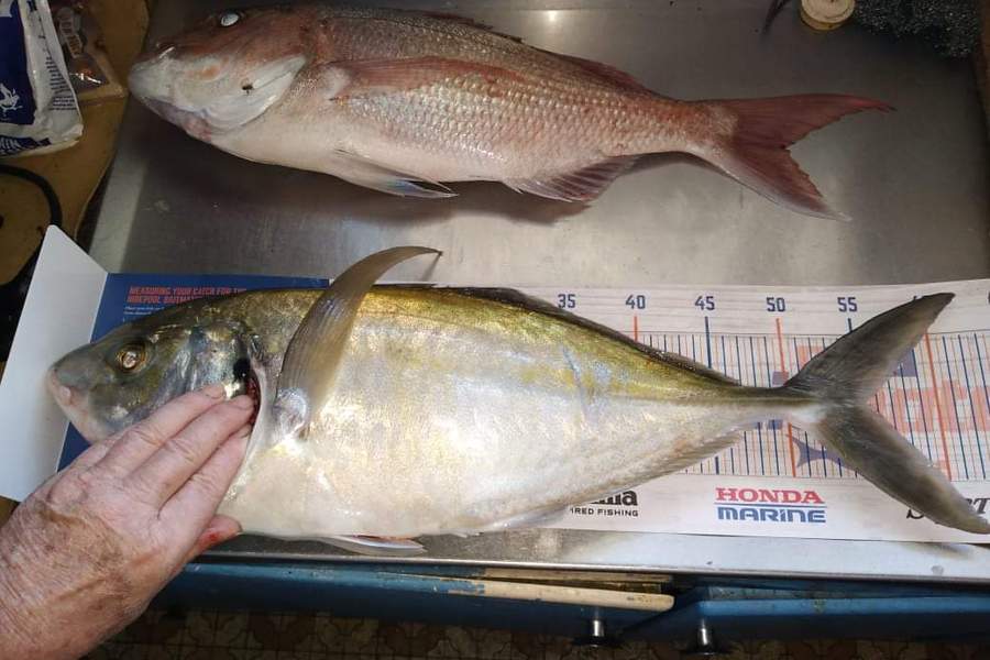 Ray Carter caught this 55.0cm Trevally at Tauranga during The Hirepool Baitmates Fishing Comp