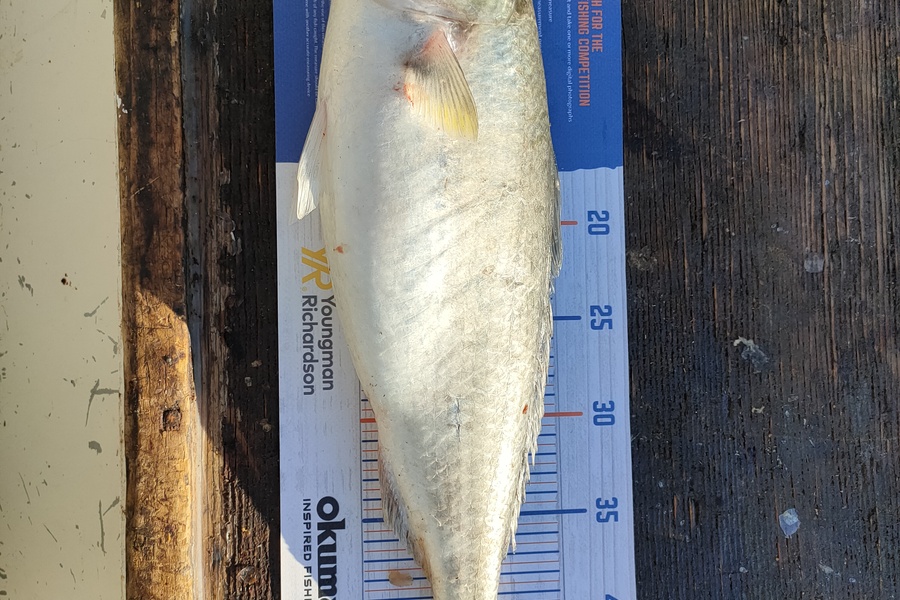 Steve Northcott caught this 46.0cm Kahawai at Mokau during The Hirepool Baitmates Fishing Comp