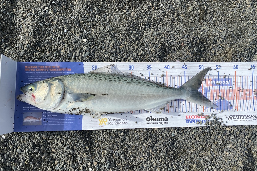 Shaun Kitching caught this 48.5cm Kahawai at Napier  during The Hirepool Baitmates Fishing Comp