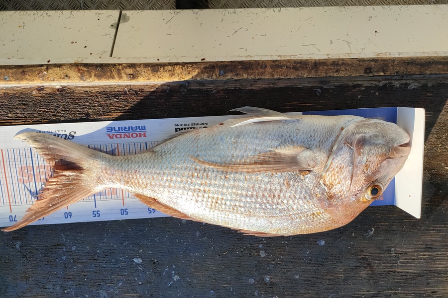Steve Northcott caught this 61.5cm Snapper at Mokau during The Hirepool Baitmates Fishing Comp
