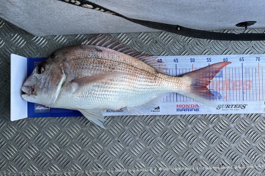 Chris Lane caught this 53.5cm Snapper at Kawhia  during The Hirepool Baitmates Fishing Comp