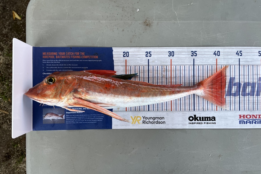 Chris Lane caught this 42.0cm Gurnard at Kawhia during The Hirepool Baitmates Fishing Comp