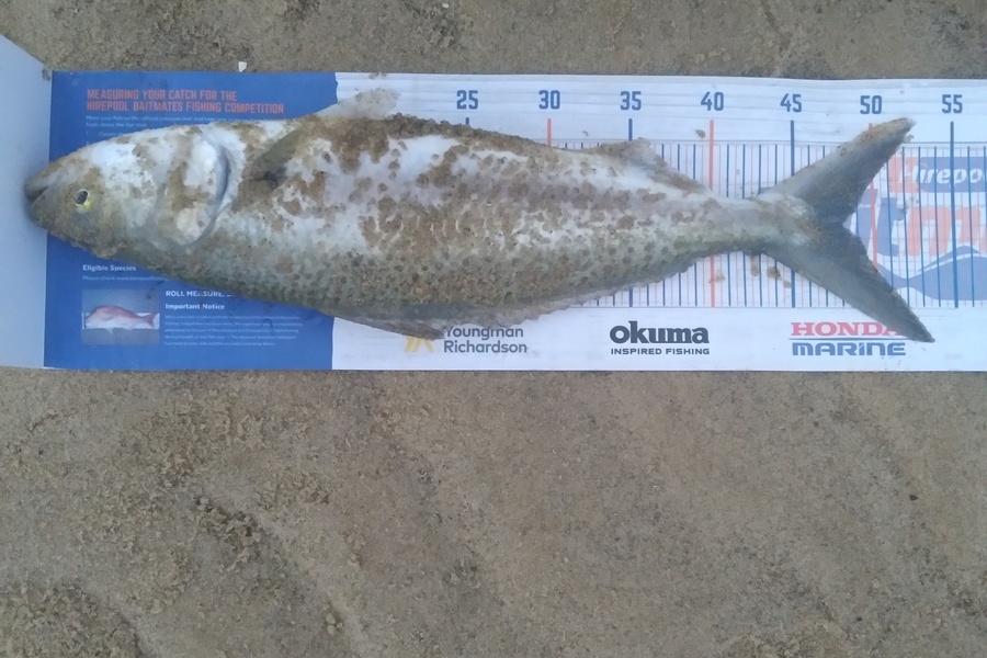 Sam earle caught this 48.0cm Kahawai at Manukau harbour  during The Hirepool Baitmates Fishing Comp