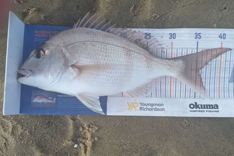 Sam earle caught this 35.5cm Snapper at Manukau harbour  during The Hirepool Baitmates Fishing Comp