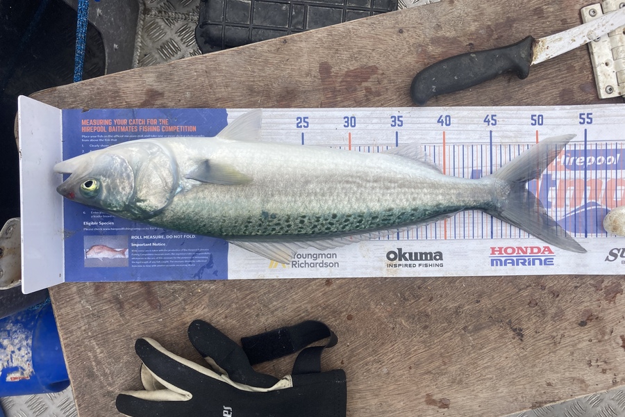 Eden Farley caught this 48.5cm Kahawai at Kaimaumau  during The Hirepool Baitmates Fishing Comp
