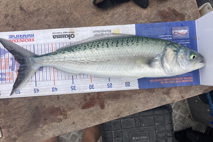 James Farley caught this 49.0cm Kahawai at Kaimaumau  during The Hirepool Baitmates Fishing Comp