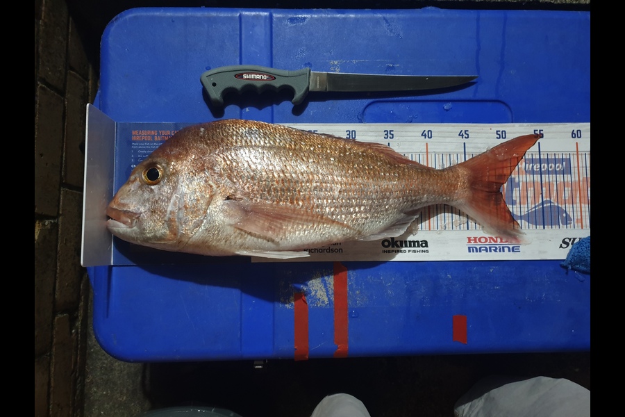 Antony Folwell caught this 49.5cm Snapper at Hauraki Gulf during The Hirepool Baitmates Fishing Comp