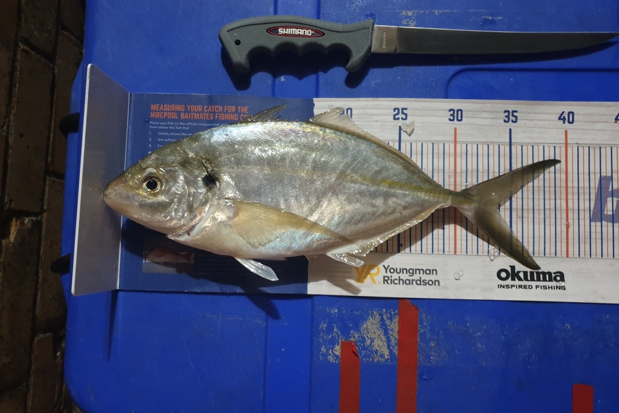 Antony Folwell caught this 33.5cm Trevally at Hauraki Gulf during The Hirepool Baitmates Fishing Comp