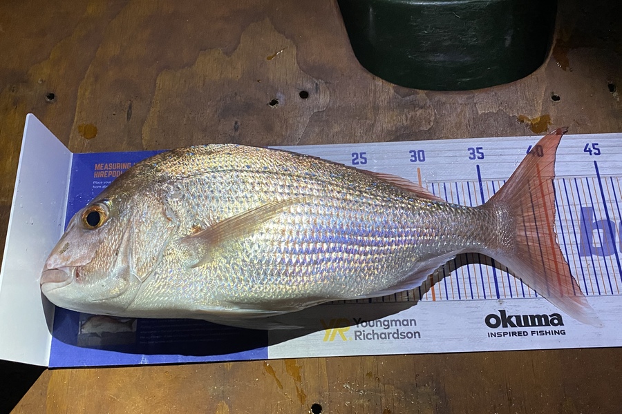 Blair Brookbanks caught this 40.5cm Snapper at Papamoa Beach  during The Hirepool Baitmates Fishing Comp