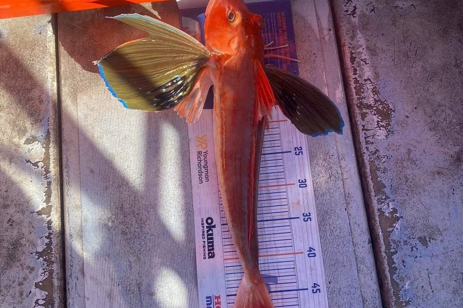 Keiran Bryant caught this 50.0cm Gurnard at Wairarapa during The Hirepool Baitmates Fishing Comp