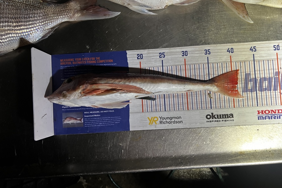 Corey Proffit caught this 40.5cm Gurnard at Mokau  during The Hirepool Baitmates Fishing Comp