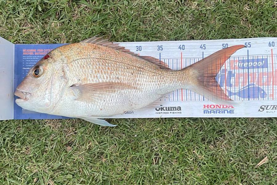 Janeve Green caught this 47.5cm Snapper at Coromandel Mussel Farms during The Hirepool Baitmates Fishing Comp