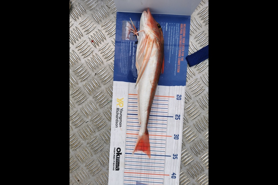 Tyler Cox caught this 34.0cm Gurnard at Golden bay  during The Hirepool Baitmates Fishing Comp