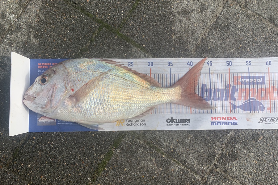 Graeme Duncan caught this 41.0cm Snapper at Bop during The Hirepool Baitmates Fishing Comp