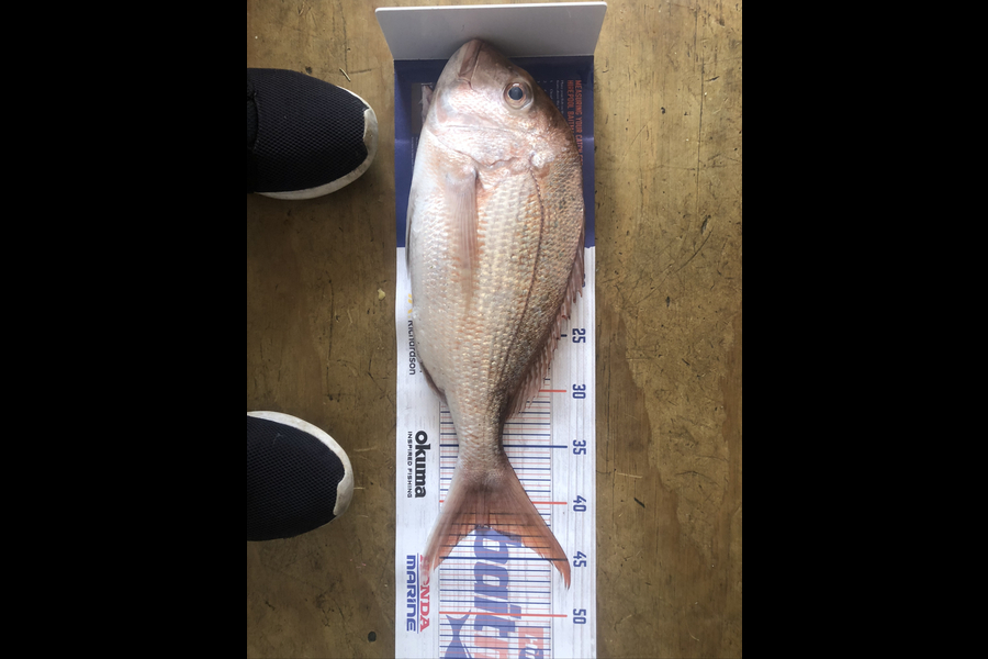 Robin Ryder caught this 42.0cm Snapper at Thames  during The Hirepool Baitmates Fishing Comp