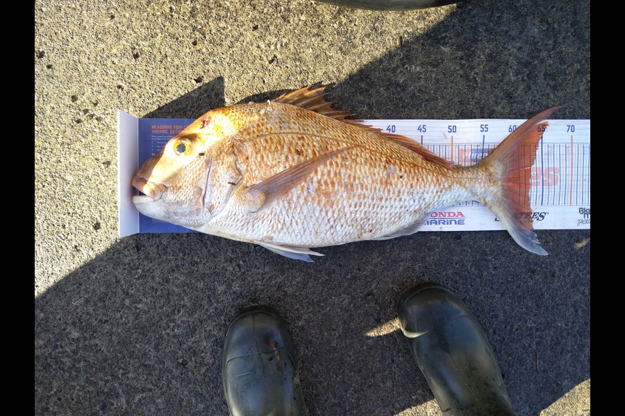 Heath Robinson caught this 63.0cm Snapper at Patea during The Hirepool Baitmates Fishing Comp