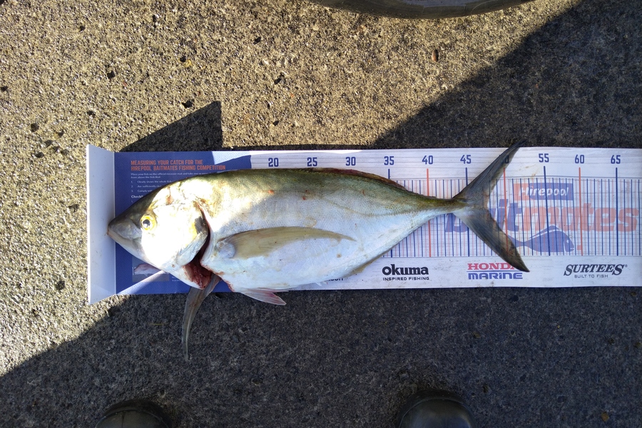 Heath Robinson caught this 47.5cm Trevally at Patea during The Hirepool Baitmates Fishing Comp