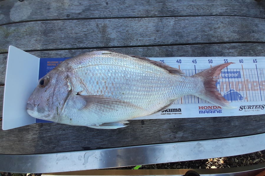 Anita Powell caught this 50.5cm Snapper at Opunake during The Hirepool Baitmates Fishing Comp