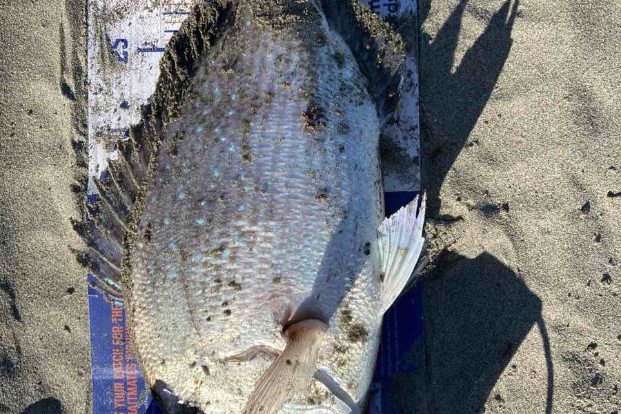 Viv Radich caught this 35.5cm Snapper at Foxton during The Hirepool Baitmates Fishing Comp