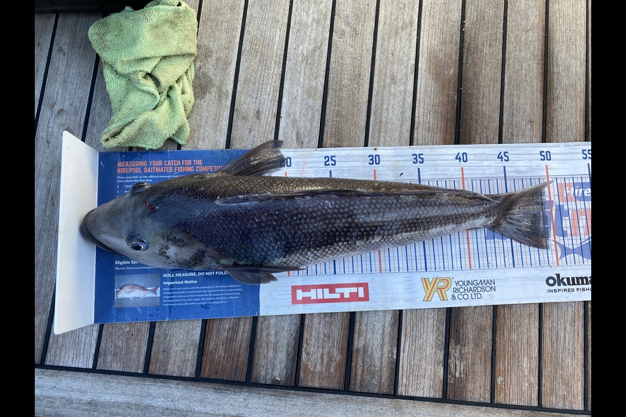 Vaughan Holdt caught this 49.5cm Blue Cod at Marlborough sounds  during The Hirepool Baitmates Fishing Comp