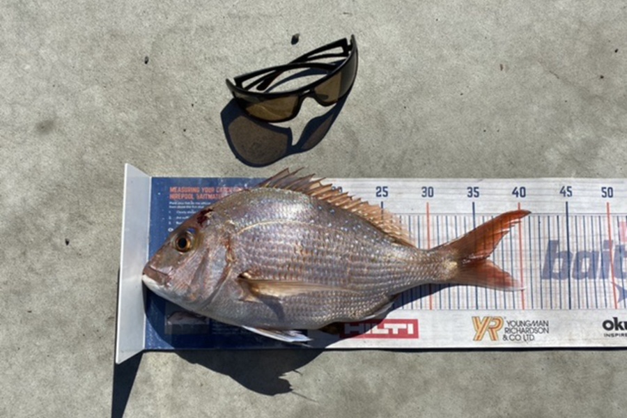 Mark Ray caught this 36.0cm Snapper at Bop  during The Hirepool Baitmates Fishing Comp