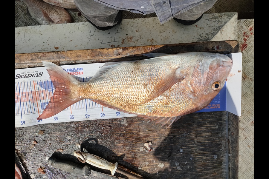 Steve Northcott caught this 54.0cm Snapper at Mokau during The Hirepool Baitmates Fishing Comp