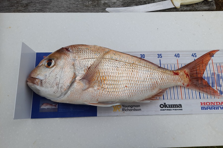 Bruce Macfarlane caught this 46.0cm Snapper at Firth of thames during The Hirepool Baitmates Fishing Comp