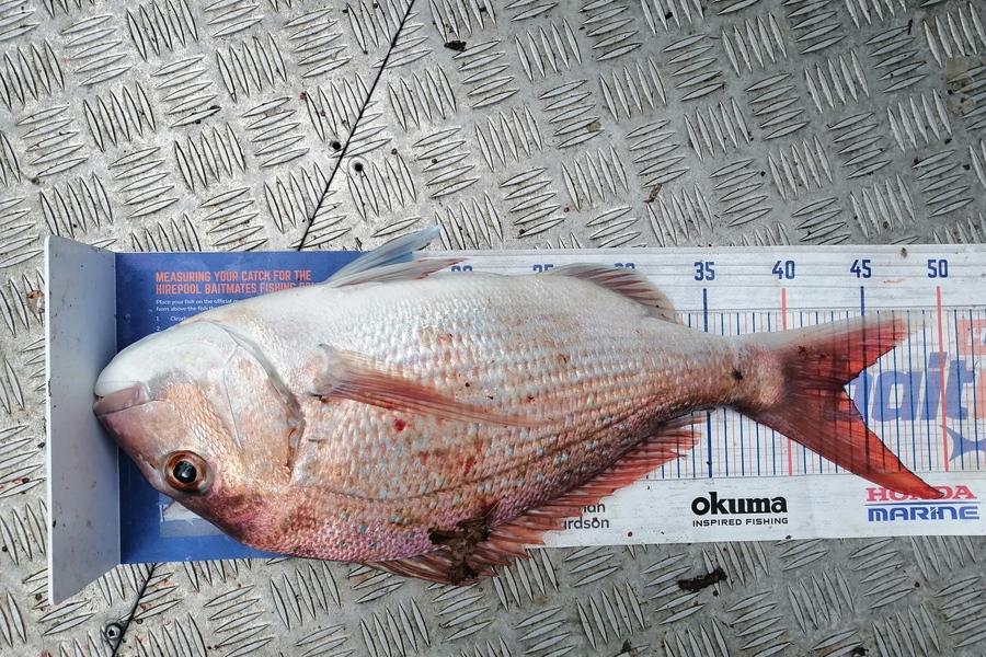 Martyn Patel caught this 43.5cm Snapper at Manukau Harbour during The Hirepool Baitmates Fishing Comp