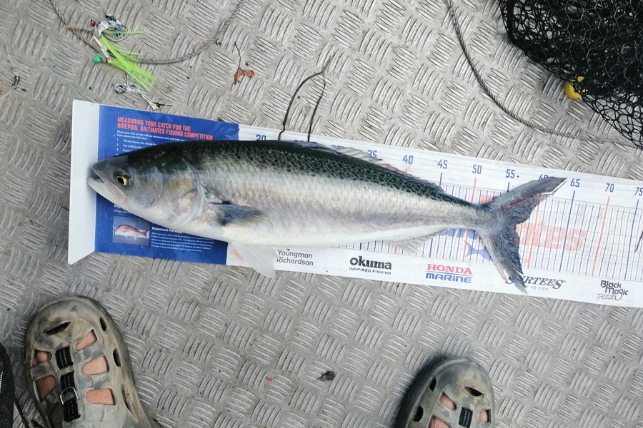Martyn Patel caught this 57.0cm Kahawai at Manukau Harbour during The Hirepool Baitmates Fishing Comp