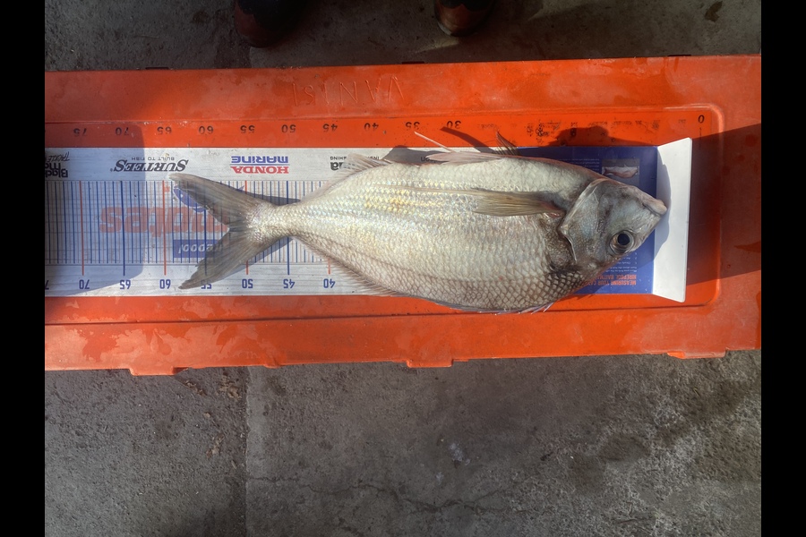Kupu  Vanisi caught this 52.0cm Tarakihi at White rock during The Hirepool Baitmates Fishing Comp