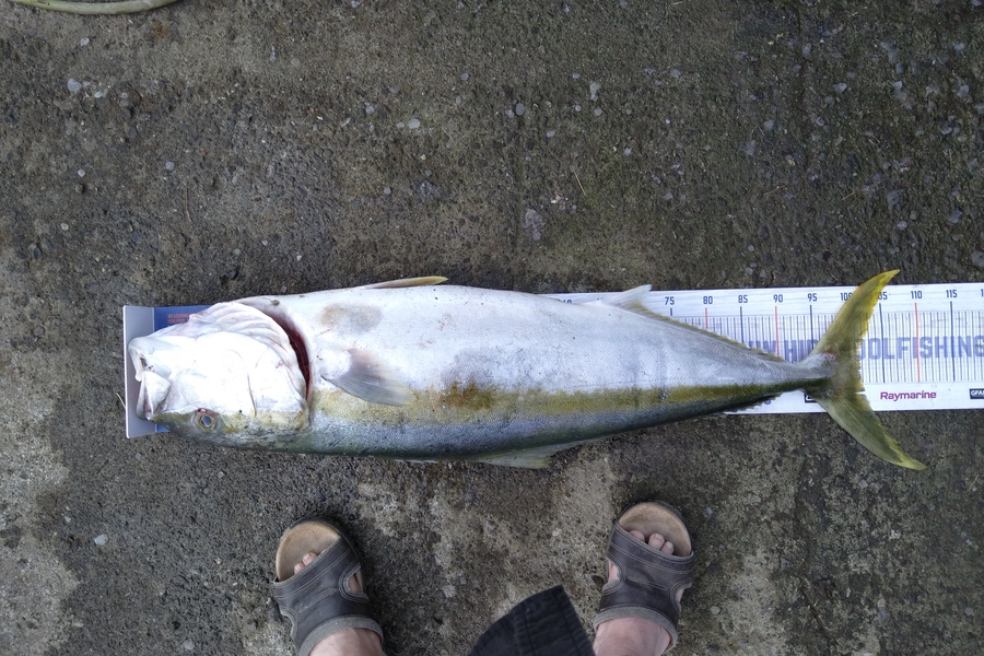 Heath Robinson caught this 101.5cm Kingfish at Patea  during The Hirepool Baitmates Fishing Comp